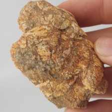 Spiral Coprolite (Fossil Poop) - Large Fish - Kem Kem Beds - Morocco  picture