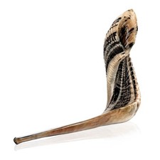 Holy Voice Kosher Shofar from Israel, 12