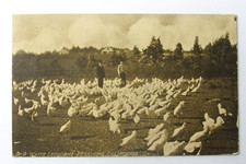 Petaluma CA Feeding White Leghorns RPPC Postcard Sonoma County to Bay City c1914 picture