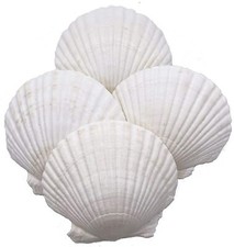 Large Natural Baking Shells White Scallops, 4-Inches, Set of 12 picture