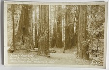 1936 RPPC Muir Woods Nat’l Monument California Redwoods Cathedral Grove picture