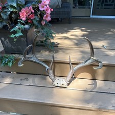 Whitetail Deer Antlers 8 Point Buck Skull Cap Taxidermy Mount Hunting Decoration picture