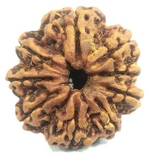 Rare 9 Mukhi Rudraksha With Complete 9 Seeds compartment - Nepal - IGL Certified picture