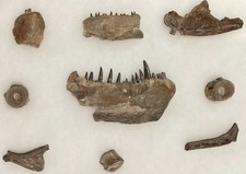 Large Texas Cretaceous Xiphactinus  Fish With 2 Jaw Sections - Museum Worthy  picture