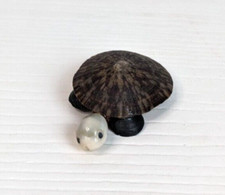 turtle pin brooch beach seashells picture
