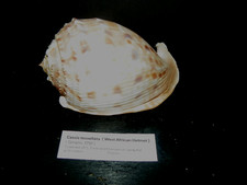 CASSIS TESSELLATA ( WEST AFRICAN HELMET ) picture