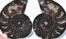 RARE 1-n-100 Split BLACK Ammonite PAIR Crystals LARGE 90gm FOSSIL 75mm 3.0