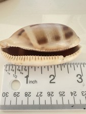 Lot of 11 Cypraea Cowrie Shells Spotted and Banded Patterns 2-3 Inch picture