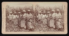 Photo:Montego Bay Jamaica 1900 Sugar Cane Field Hands Laborers picture