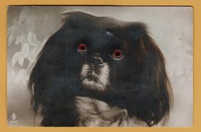 Antique German Novelty Postcard Dog with Plastic Eyes – Googly Eyes 834/1 D.R.G. picture