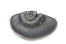Auspicious Laxmi Kalpvriksh Sudarshan Shaligram 3 inches Gandaki River Nepal picture