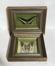 Vintage Real Butterfly Taxidermy Shadow Box Set Bio-Arts Co Entomology Oddities picture