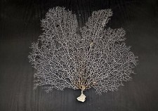 White Sea Fan Coral (1 fan approx. 12-13+ inches) picture
