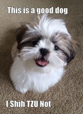 Funny dog Shih Tzu    refrigerator magnet 3 1/2 X 4  1/2 
