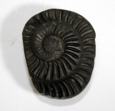 Auspicious Sudarshan Shaligram Wt-94 gram  Size 2.00 inch picture