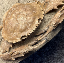 Exceptional Charybdis Fossil Crab – Complete, Highly Detailed, Indonesia ✅ picture
