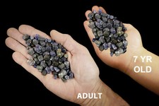 SAPPHIRE Crystals 3/4