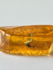 Genuine Baltic Amber with Rare Prehistoric Beetle Larva Inclusion (40-50 Million picture