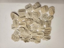 Alligator Scute Small 1/2 Pound Bag For Jewelry Making picture