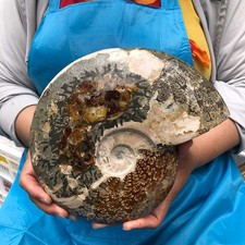 3.8LB Polishing and Restoration of Natural Conch Specimens from Madagascar 4620 picture