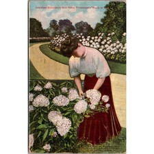 Growing Buckbee's New Hardy Hydrangea Hills of Snow Vintage Postcard SP6-17 picture