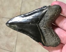 XXL VERY SWEET LOWER - 3.66” - GEORGIA RIVER - CHUBUTENSIS SHARKTOOTH FOSSIL picture