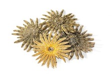 Multileg Sunflower Starfish Sea Shell Wedding Real Beach Craft 2-3