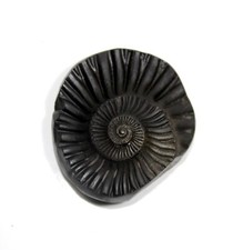 Auspicious Sampurna Sudarshan Shaligram Wt-61 gram  Size 2.00 inch picture