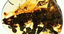 Rare Half Lizard with head and arms, Fossil inclusion in Burmese Amber picture