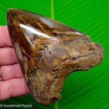Megalodon Shark Tooth 4.30” Real Fossil  XL BIG NO Restorations Sharks Teeth picture