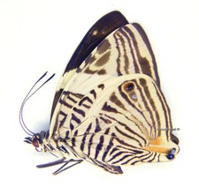 Unmounted Butterfly/Nymphalidae - Colobura dirce dirce, male, Colombia, A- picture