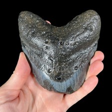Genuine Prehistoric Megalodon Tooth- Natural Fossil Gift 13.3oz (OBX058) picture