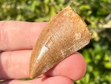 Carcharodontosaurus Dinosaur Tooth Fossil Kem Kem Morocco Theropod NICE picture