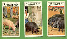 1908 STOLLWERCK'S CHOCOLADE PIGS GRUPPE 460 3 CARD LOT picture