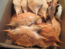 Chesapeake Blue Crab shells, crafts 12 pcs 6 in + Cleaned Dried Ready to paint picture