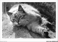 AHWP1-0027 - Cat - The Cat Of Poul Fetan - Yvon Kervinio - The Carto Adventure - picture