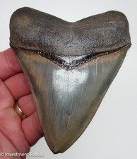 4.78 “ MEGALODON SHARK TOOTH Real Fossil - Georgia, USA - Natural GOLD PYRITE picture
