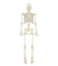 Way To Celebrate 5 ft Poseable LED Illuminated Skeleton Halloween Decoration picture