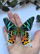Urania ripheus, Madagascar Sunset Moth, SUSTAINABLY SOURCED, unmounted picture