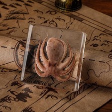 Taxidermy Octopus Specimen in Resin – Real Preserved Marine Animal Specimen, O picture