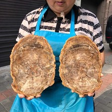 2pcs 7.61LB Natural Petrified Wood Crystal Fossil Slice Crystal Specimen 6172 picture
