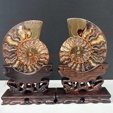 A Pair of Natural Ammonite Fossil Conch Crystal Specimen Healing+stand 2PC picture
