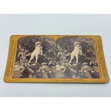 1900 HH Bennett Stereoview Wayside Gems 427 Ise 'fraid my Dollie will be drowned picture