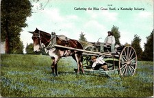 c1910s Kentucky Blue Grass Seed Harvest Antique Postcard Mule Danville KY picture