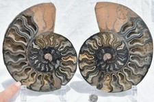 RARE 1n100 BLACK Ammonite PAIR XL Deep Crystals 110myo FOSSIL 185mm 7.3