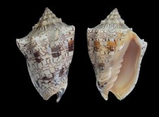 Seashell : Voluta ebraea 105.2 mm F+++ (from Brazil) picture