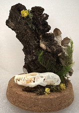 Handmade Real Mole Skull & Eupholus Weevil Dome with Quartz & Pink Tourmaline picture