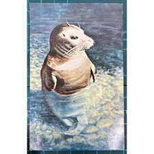 VTG Mirro-Krome HSC-203 Baby Seal Postcard H.S. Crocker San Francisco Unposted picture