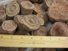 Stromatolite fossils big 1.5-3