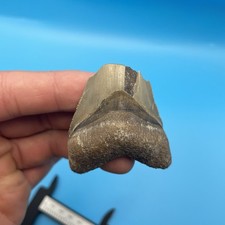 Megalodon Tooth Real Shark Tooth Fossil FEEDING DAMAGE TO TIP picture
